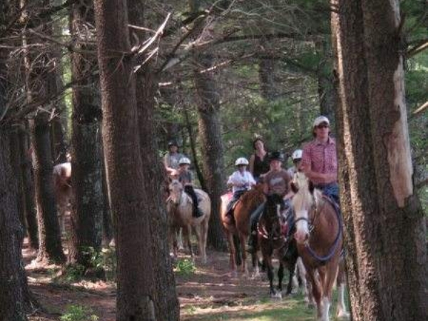 From Flame Azaleas Into Pines + Andy