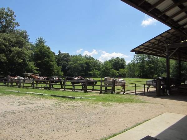 Horses in the Ring and tacked ready to go