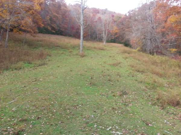 Fall wild Gladioli Field
