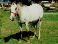 Apple Dumpling was one of our first foals.  She was a great ride plus a brave horse... not a common trait in horses.