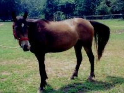 Caesar was half Paso Fino and half Morgan