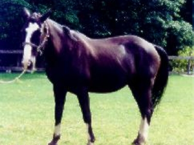 Lady...a totally awesome horse - we miss her