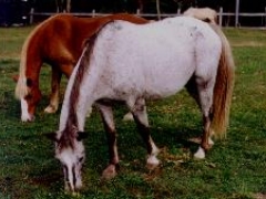 Snoopy a good all purpose horse