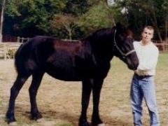 Bell is a draft horse and can carry up to 300 lbs.  She's very laid back.