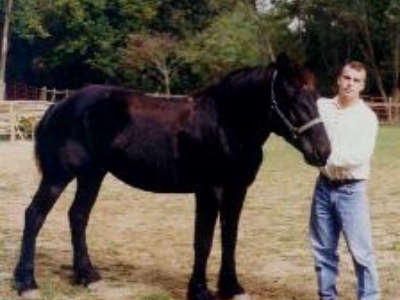 Bell is a draft horse and can carry up to 300 lbs.  She's very laid back.
