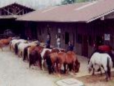 Here's a line up for chowtime.  My husband was great at making sure they used good manners for this "mass" feeding.