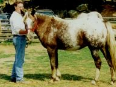 Lucky is good general horse. He's an appaloosa with beautiful markings.