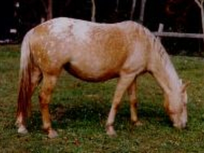 Palapoosa is a palamino appaloosa ... hence "Palapoosa"