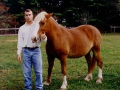 Pretty Boy can carry up to about 250 lbs. He's half quarter horse and half belgian.  He's been a great horse but a bit slow.