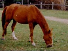 Sailor is just a great all around horse.