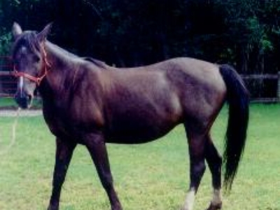 Tea Cup, her mother was Lady who spoiled her thoroughly.  Didn't know horses would do that before Lady had her.