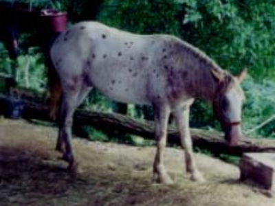 Tipper is very good all around riding horse.