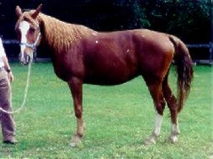 Traveler is Tea Cup's brother.  His mother Lady didn't try to spoil him so he had to actually do things for himself and he turned out great.  He can carry up to 250 lbs